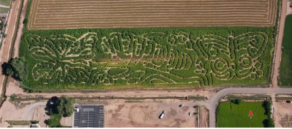 Maize Maze