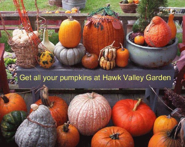 Hawk Valley Garden Pumpkin and Produce Stand's Fall Festival