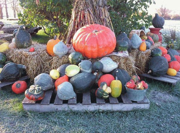 Hawk Valley Garden Pumpkin and Produce Stand's Fall Festival