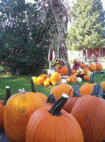 Hawk Valley Garden Pumpkin and Produce Stand's Fall Festival