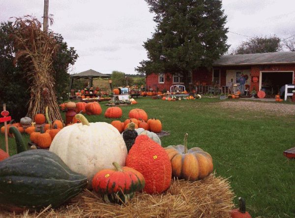Hawk Valley Garden Pumpkin and Produce Stand's Fall Festival