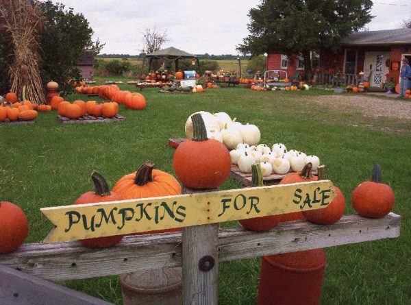 Hawk Valley Garden Pumpkin and Produce Stand's Fall Festival