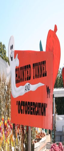 Pumpkin Picking and Family Fun