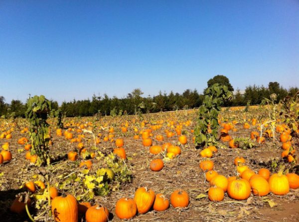 Lone Pine Corn Maze