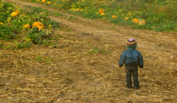 Santa Rosa Pumpkin Patch