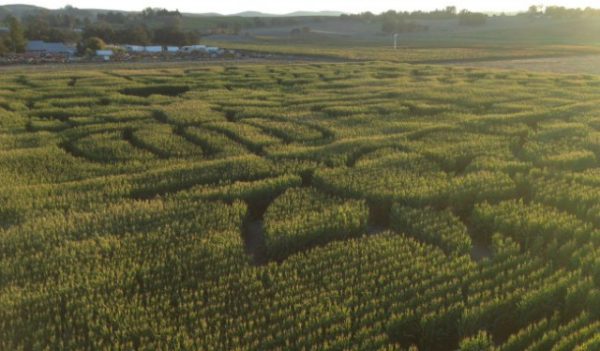 Santa Rosa Pumpkin Patch