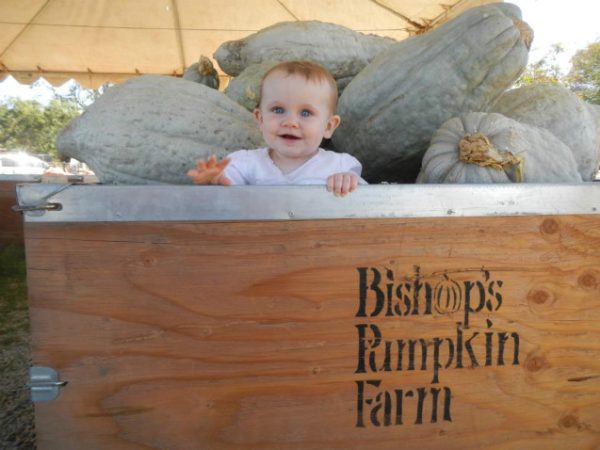 Bishop's Pumpkin Farm - The Corn Maze