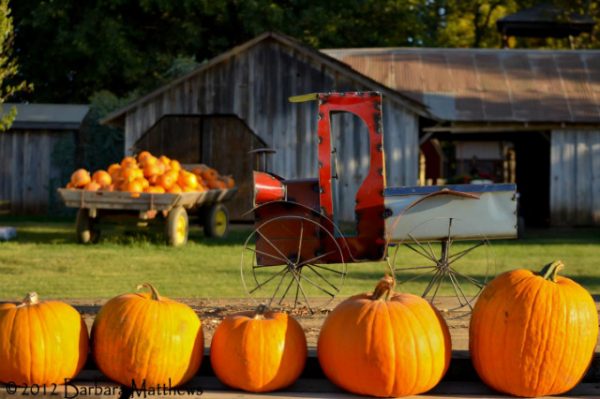 Bishop's Pumpkin Farm - The Corn Maze