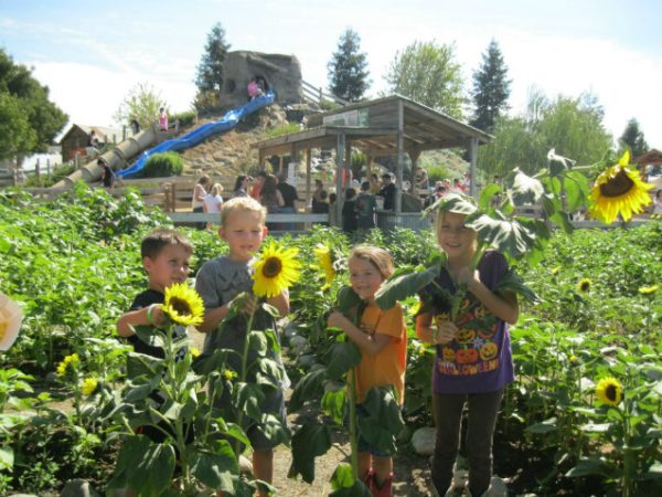 Bishop's Pumpkin Farm - The Corn Maze