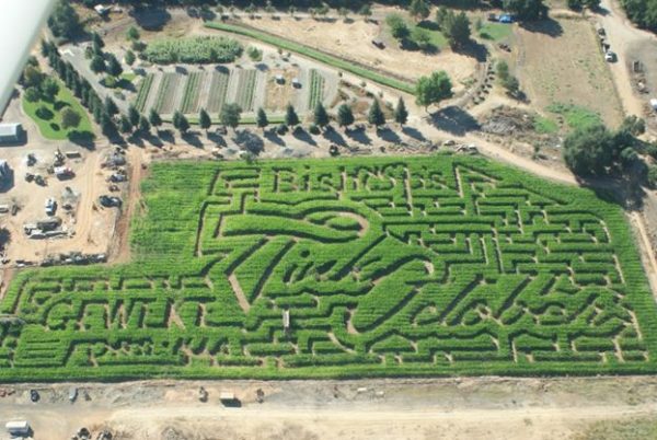 Bishop's Pumpkin Farm - The Corn Maze