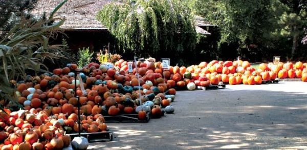 Jeremy's Pumpkins