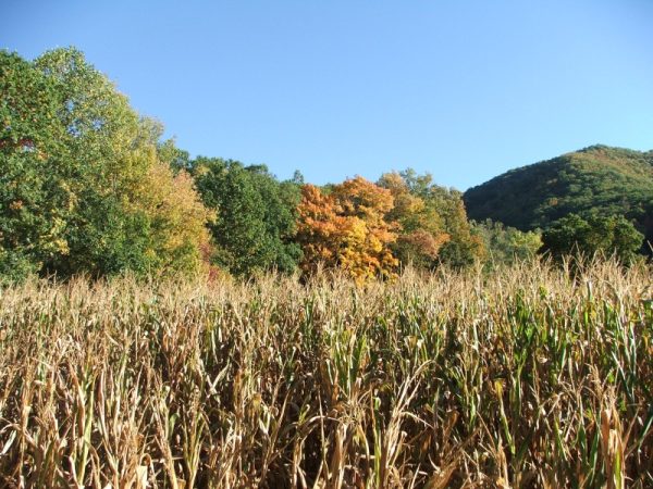 No Way Out Haunted Corn Maze & Hayride