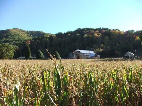 No Way Out Haunted Corn Maze & Hayride