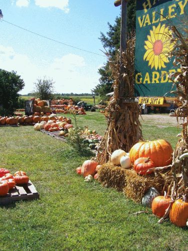 Hawk Valley Garden Pumpkin and Produce Stand's Fall Festival