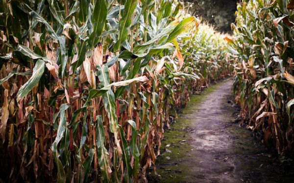 Twin Falls Corn Maze