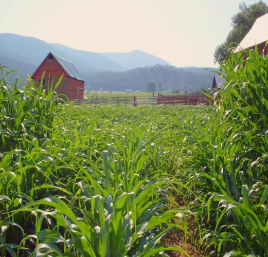 Colville Pumpkin Patch