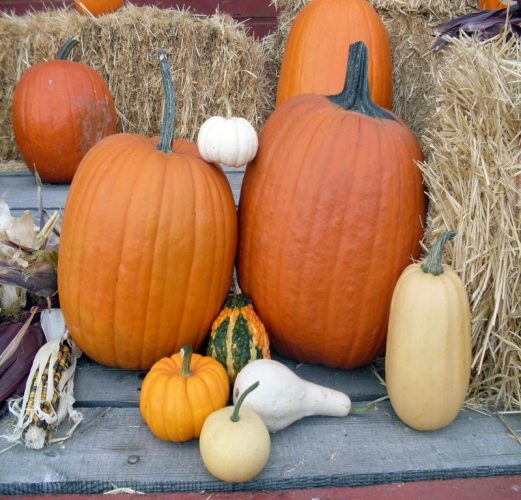 Colville Pumpkin Patch