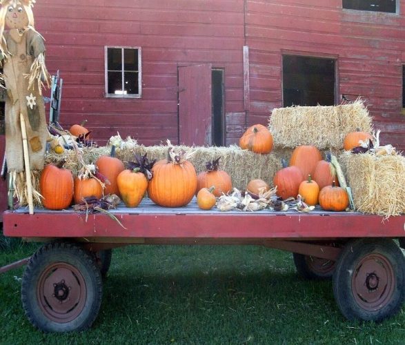 Colville Pumpkin Patch