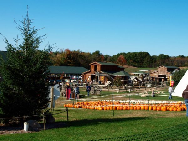 Lewis Farm Market & Petting Farm