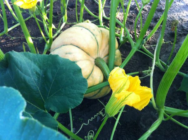 Harvest Tyme Pumpkin Patch and Corn Maze