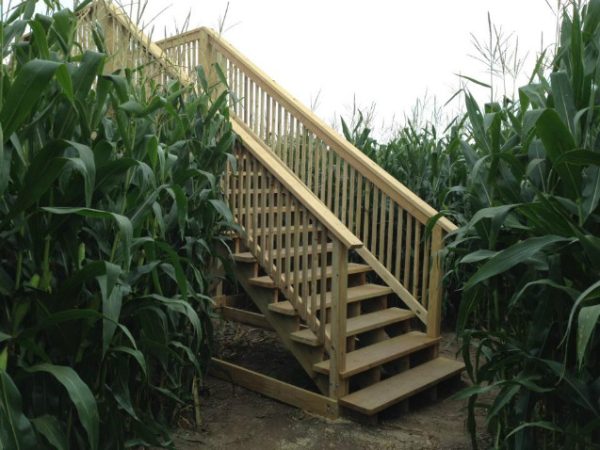 Harvest Tyme Pumpkin Patch and Corn Maze