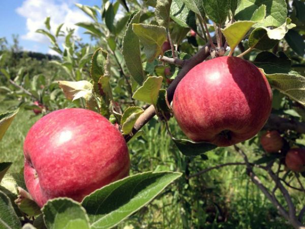 County Line Orchard