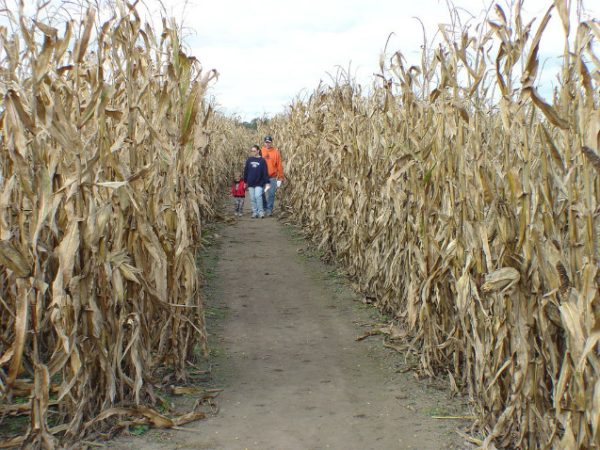 Guse Corn Maze