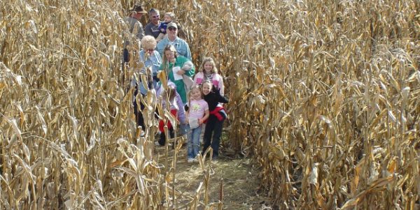 Guse Corn Maze