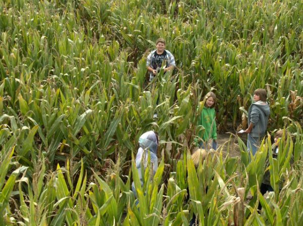 Guse Corn Maze