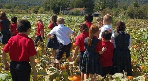 Reichenberger Corn Maze & Pumpkin Patch