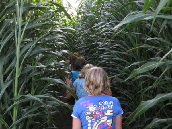 Reichenberger Corn Maze & Pumpkin Patch