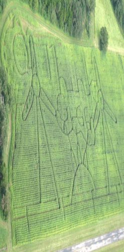 Gunter Farms Pumpkin Patch and Corn Maze