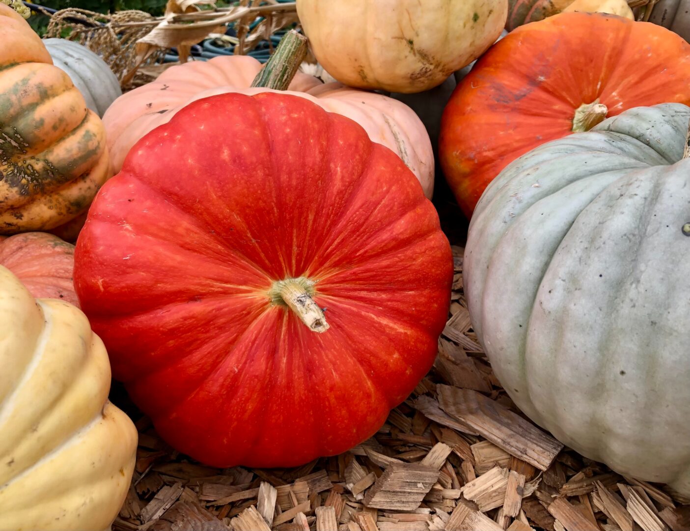 Cinderella pumpkin