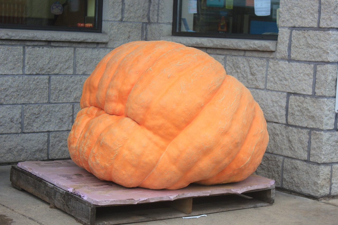 giant pumpkin